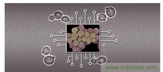 酵母菌(中)就像電子組件般的互連在一起，只不過這些細(xì)胞并非透過電線交流，而是經(jīng)由僅能以適當(dāng)接受器注入細(xì)胞的化學(xué)藥物進(jìn)行互動(dòng)。