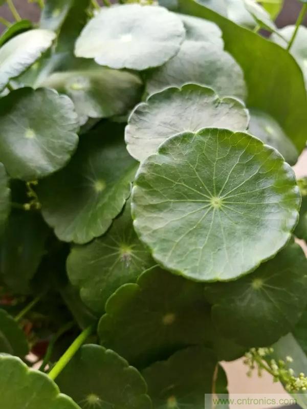 手機單鏡頭和雙鏡頭設計有什么區別？