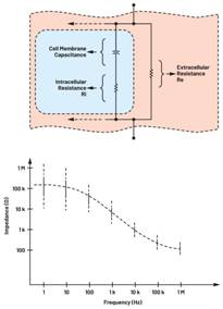  圖3.人體皮膚的三種主要RC分層模型：(a) Tregear、(b) Lykken、(c) Montague